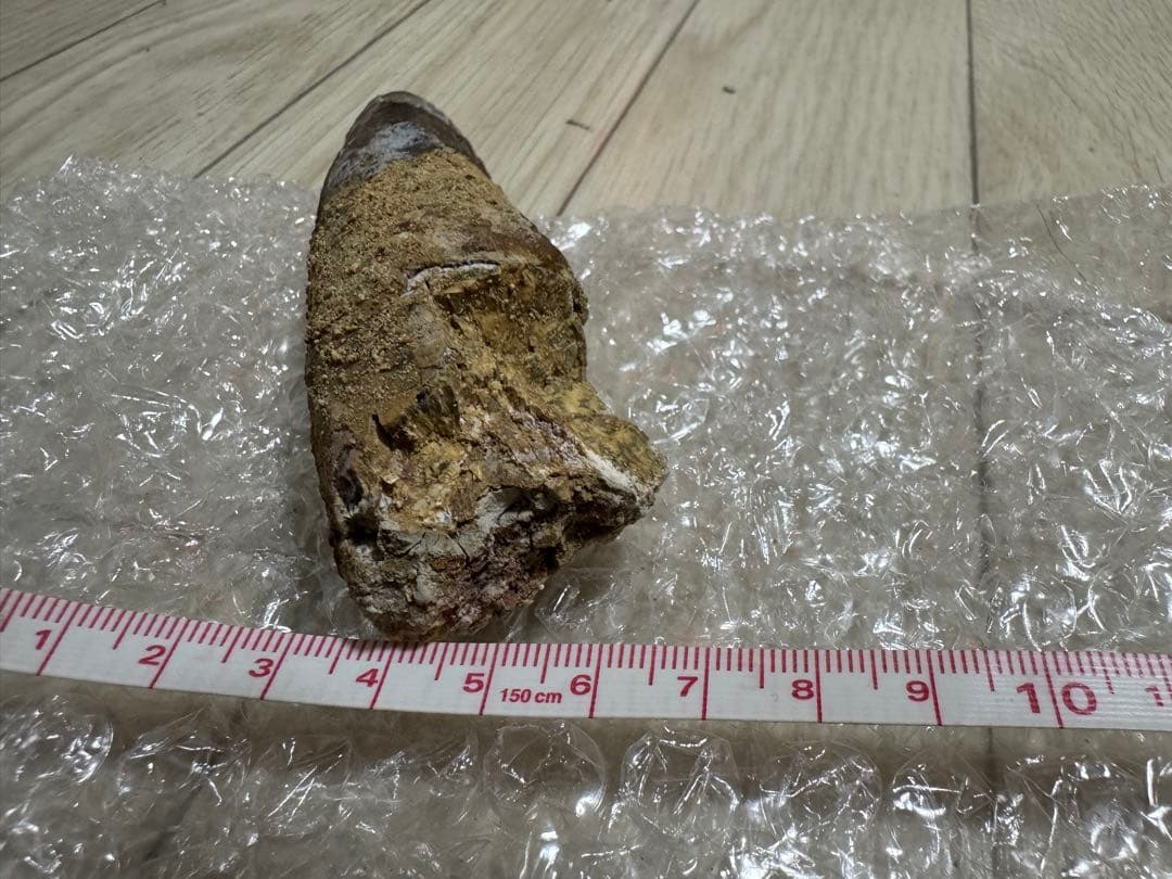 恐竜　獣脚類　スピノサウルス歯化石　特大