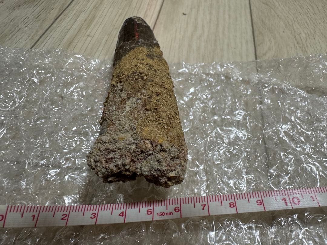 恐竜　獣脚類　スピノサウルス歯化石　特大