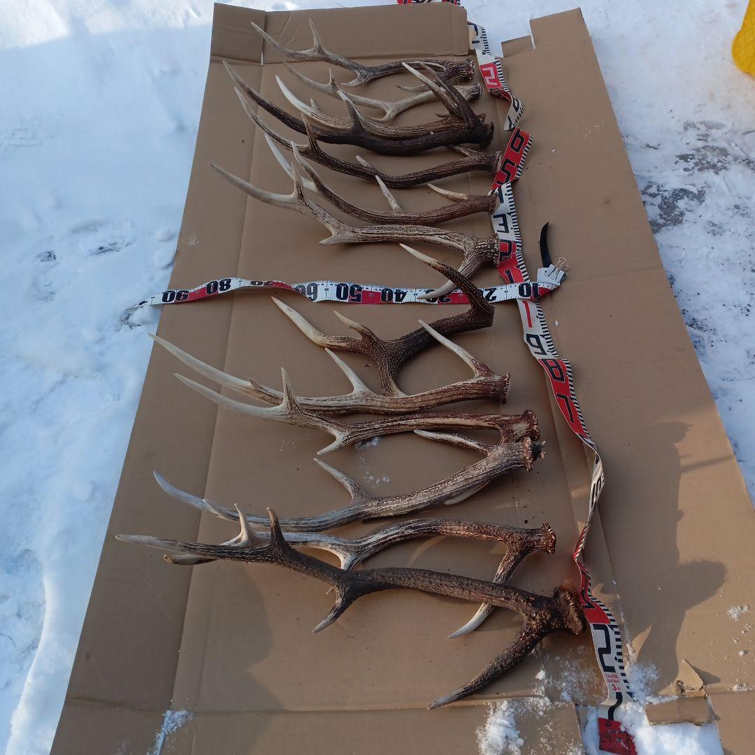 蝦夷鹿の角 犬用おもちゃ、工芸品などに ５番