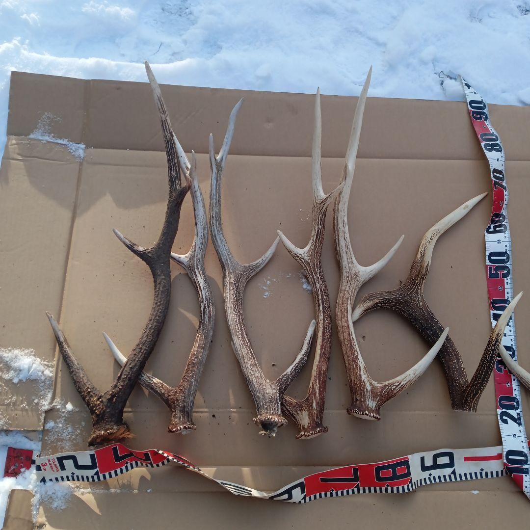 ク*ト様 蝦夷鹿の角 犬用おもちゃ、工芸品などに ５番