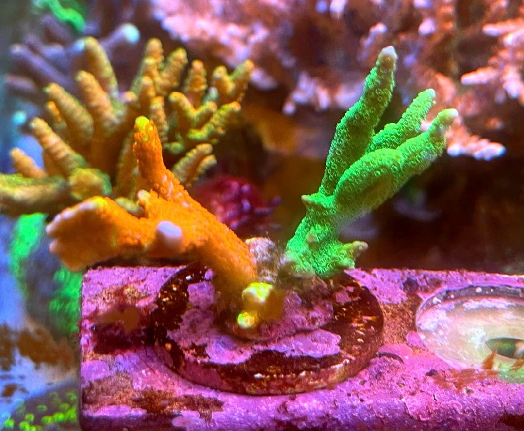 Forest Fire&Green➕Red&Green➕Rainbowセット