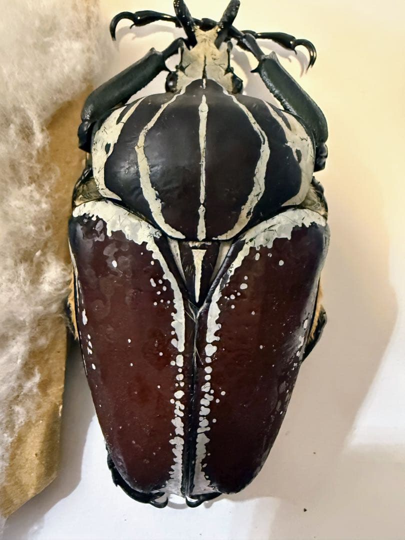 昆虫標本　ゴライアスオオツノハナムグリ　2頭　M6,7