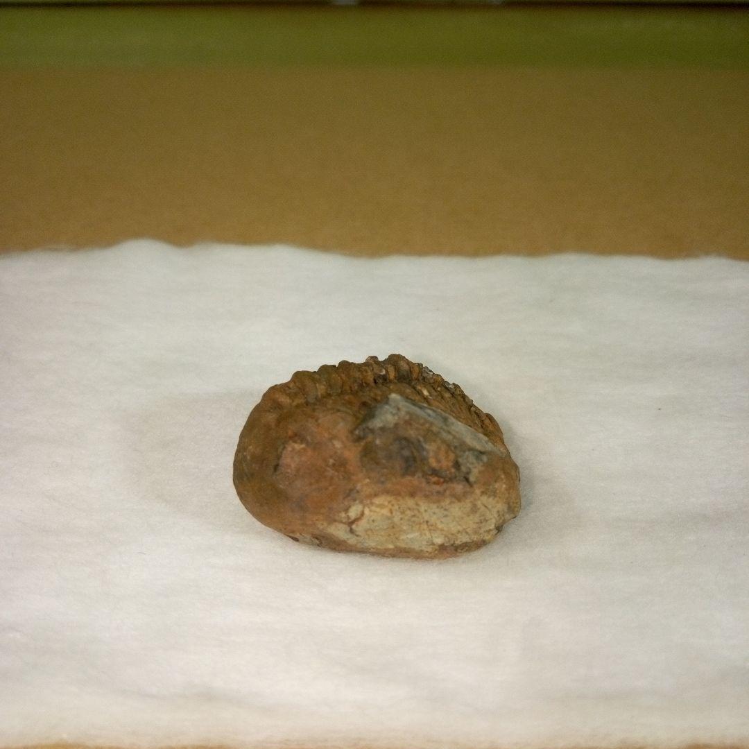 三葉虫　化石　三葉虫化石　究極のレトロ　fossil　ボリビア産　化石管理番号⑬