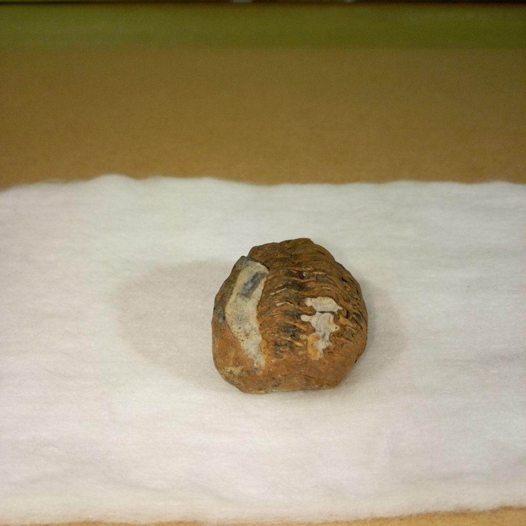 三葉虫　化石　三葉虫化石　究極のレトロ　fossil　ボリビア産　化石管理番号⑬