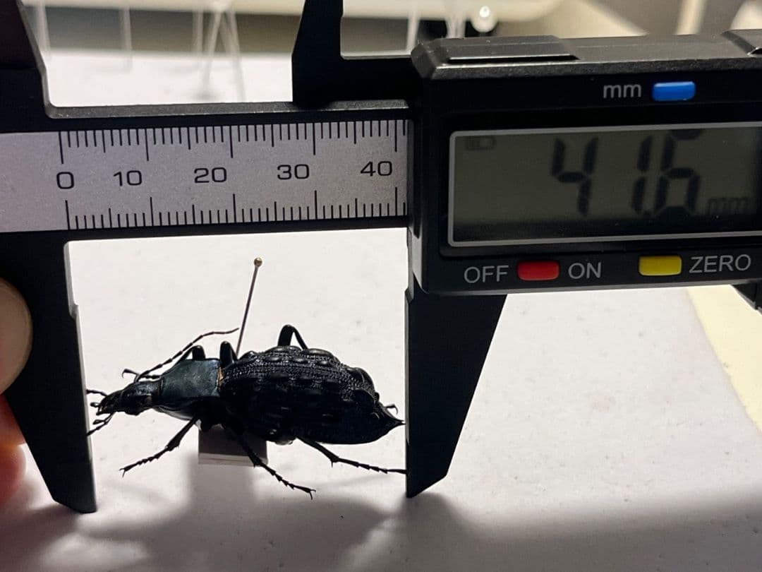 【41mm】Coptolabrus pustuliferイボカブリモドキ標本