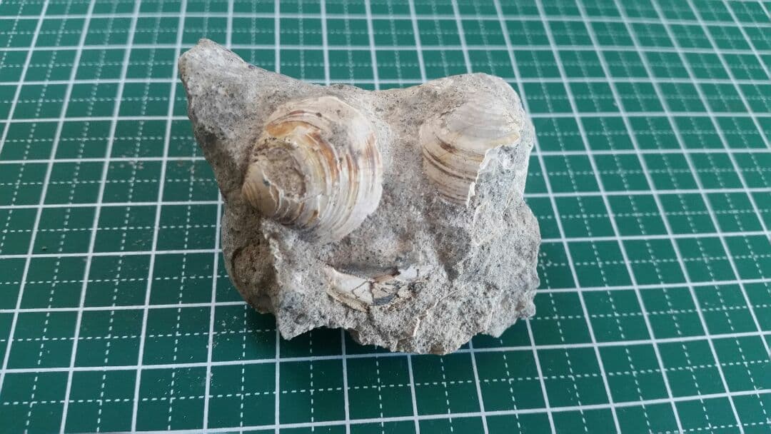 【母岩は最高に硬く重いノジュール】　化石　二枚貝　日本　岐阜県　瑞浪産