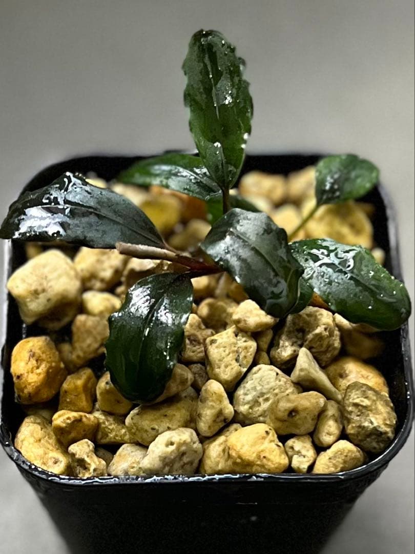 Bucephalandra sp. purple2020【カミハタ】