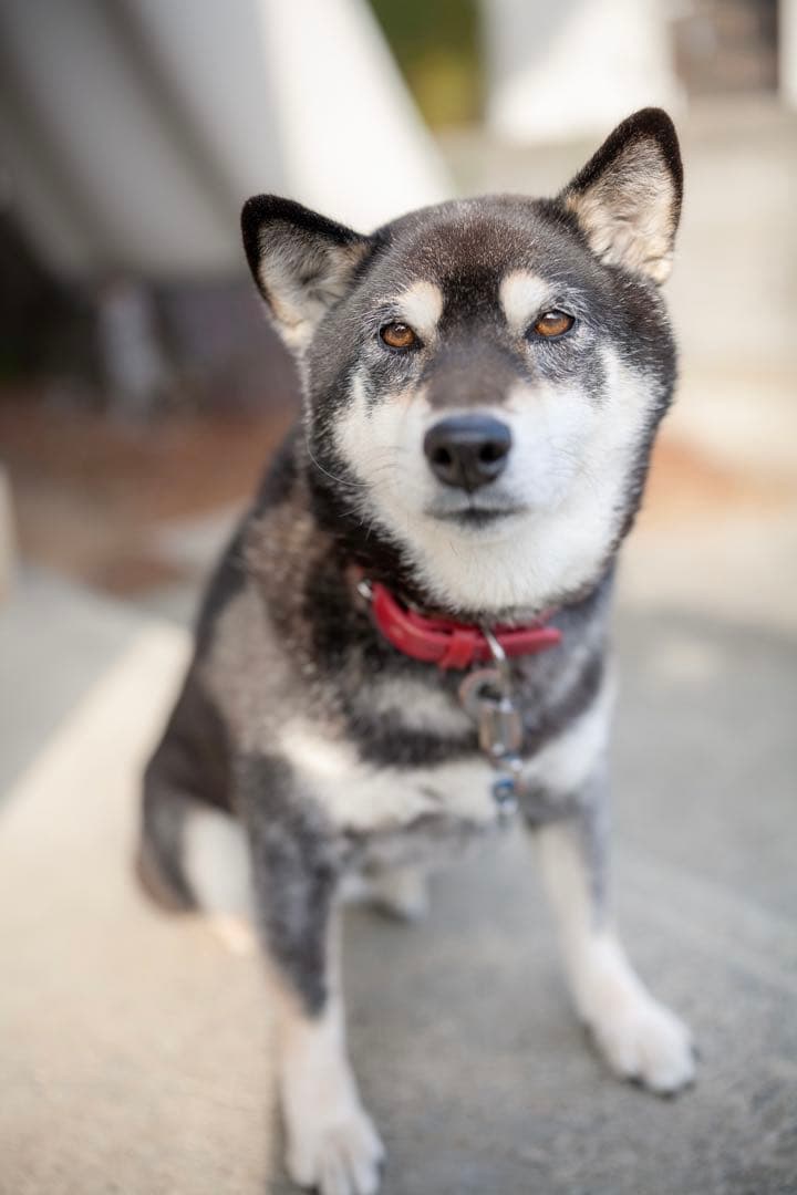 レンズ(単焦点) Canon EF 50mm F1.4 USM