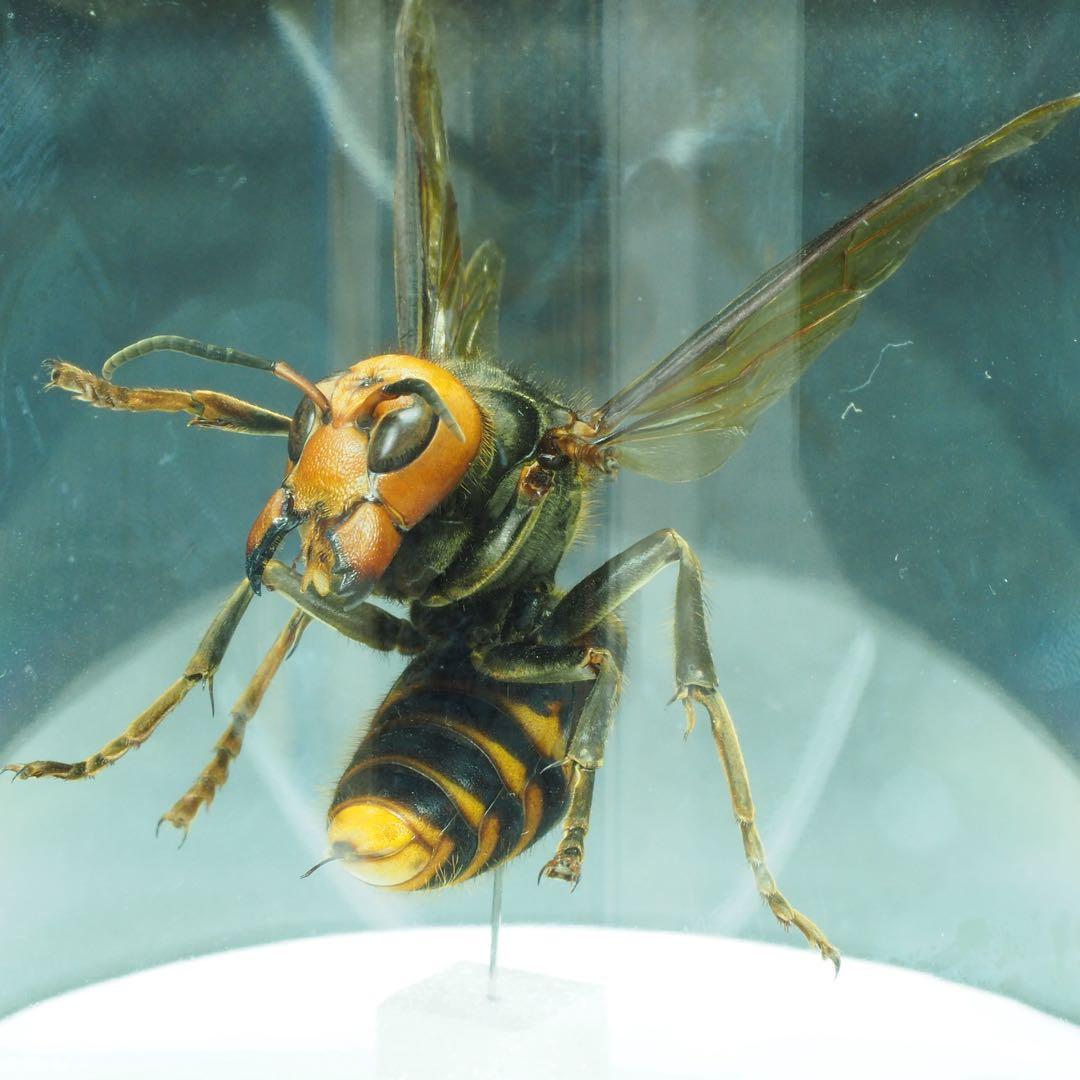 オオスズメバチ　女王蜂　立体標本2501