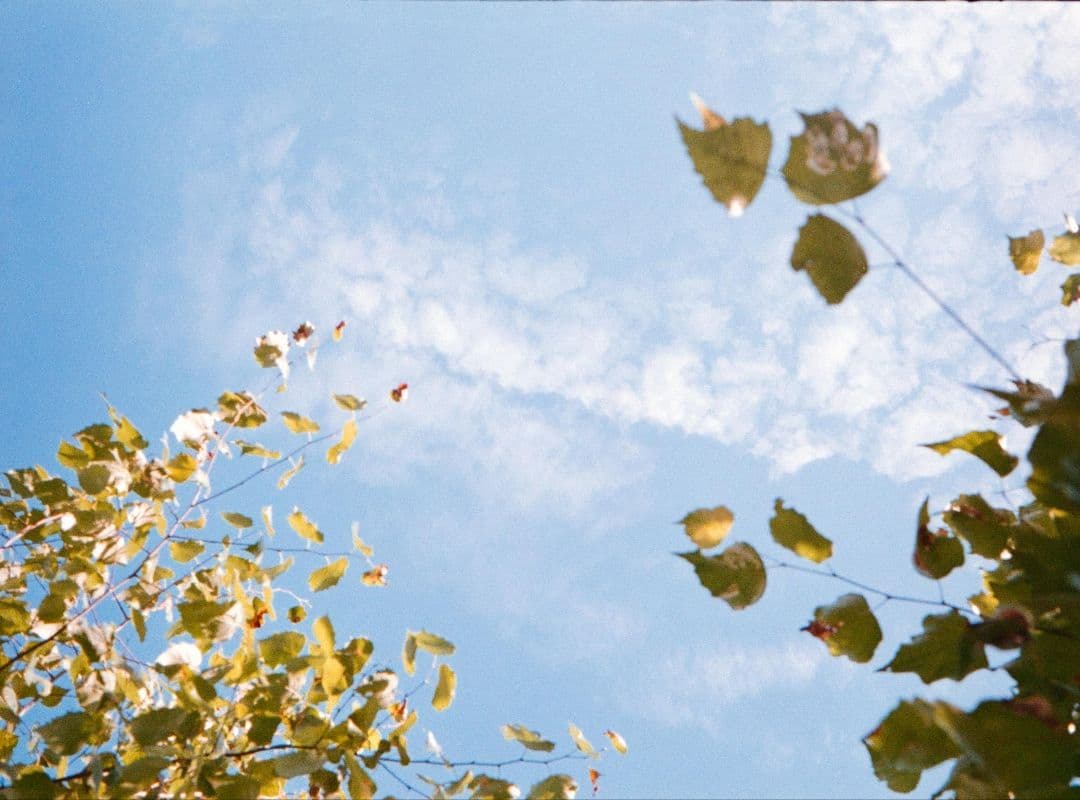 OLYMPUS PEN-D（作例あり）