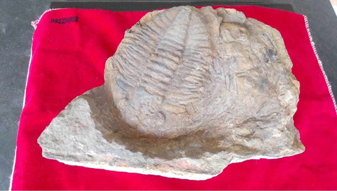 三葉虫化石　化石　古道具　アンティーク　ディスプレイ　オブジェ