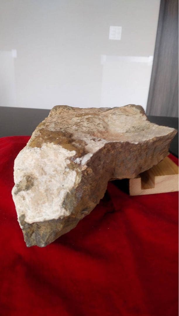 三葉虫化石　化石　古道具　アンティーク　ディスプレイ　オブジェ