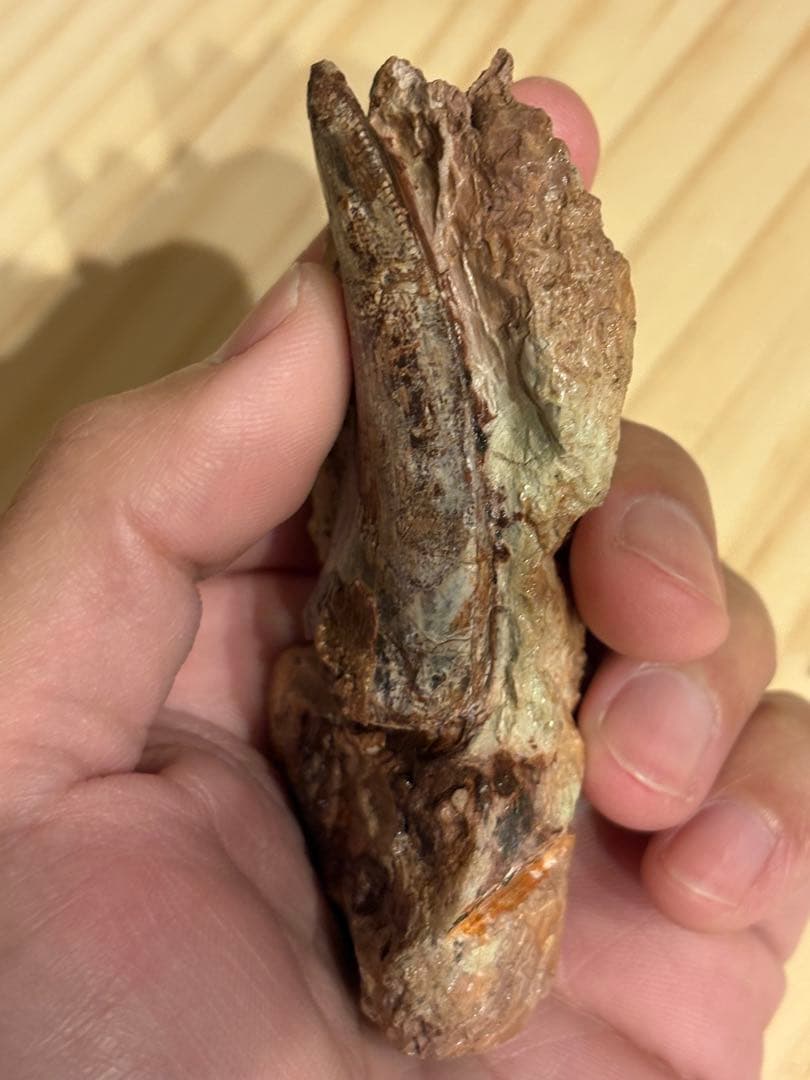 メガロサウルスの歯　化石　モロッコ　恐竜