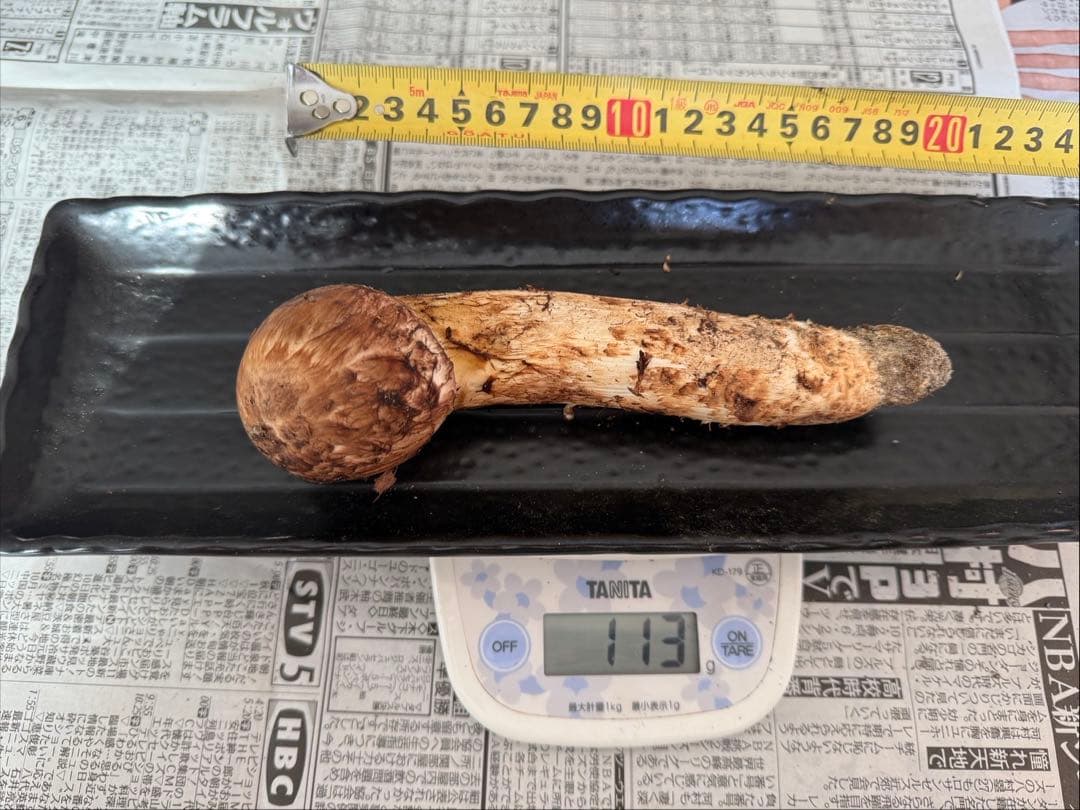 松茸　北海道　600g 訳あり ③ 国産