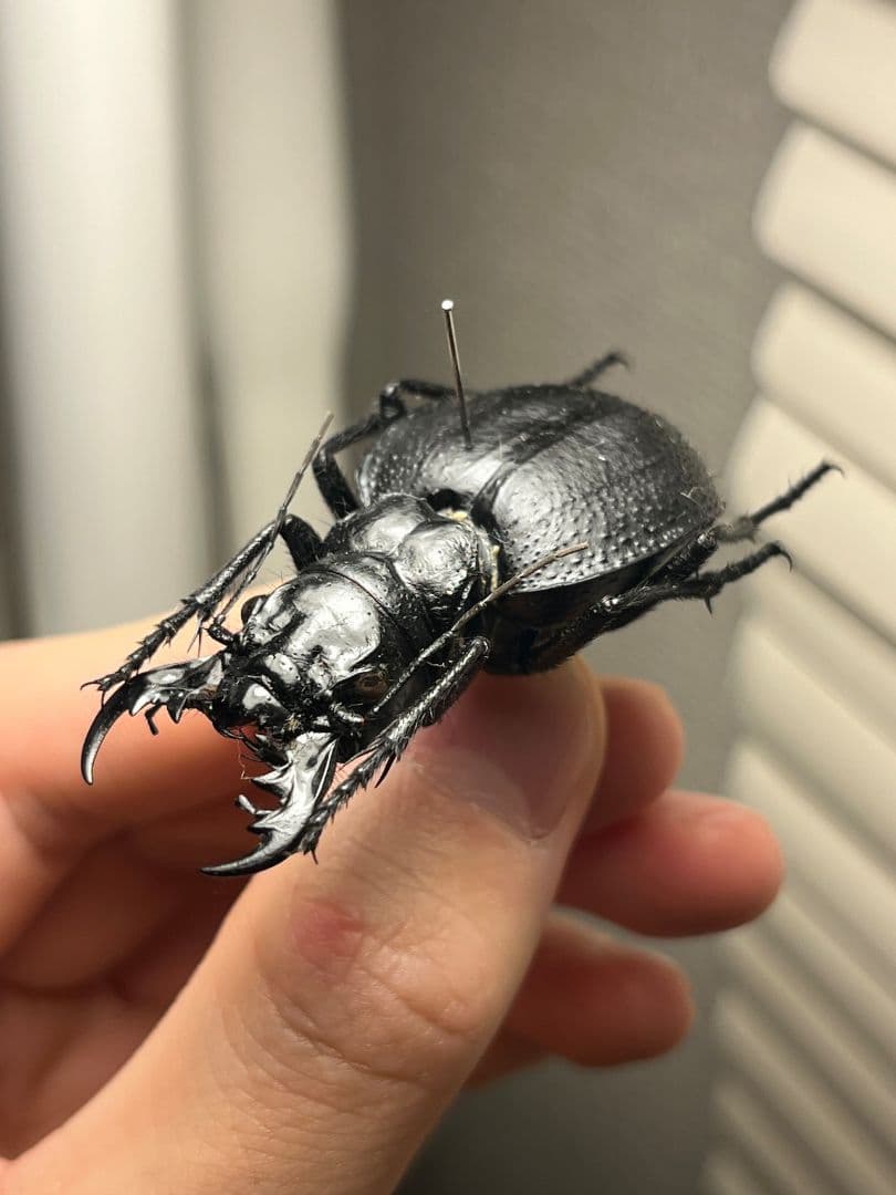 【52mm♀】オオエンマハンミョウ Manticora 昆虫標本