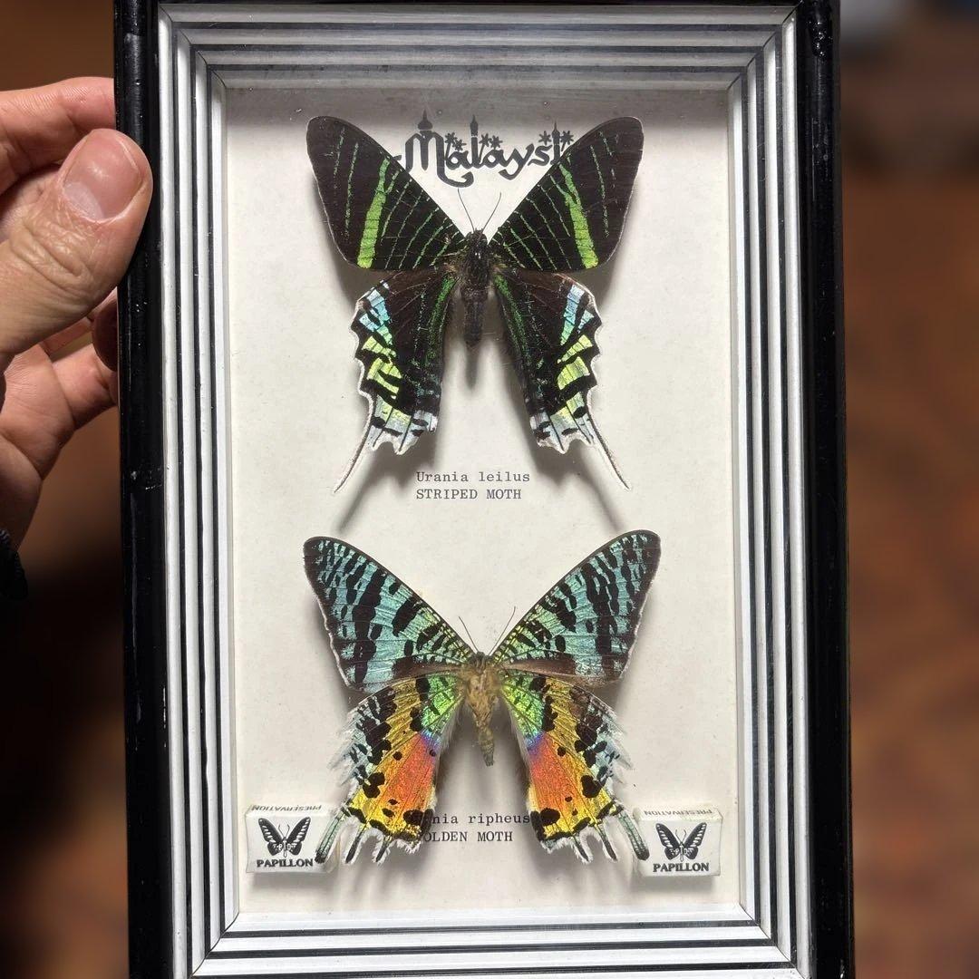 標本 2体セット 額入り ゴールデンモス ストライプドモス パピヨン