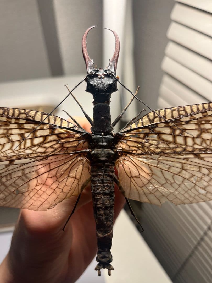 【巨大紅牙】オオキバヘビトンボ オオアゴヘビトンボ 昆虫標本 標本