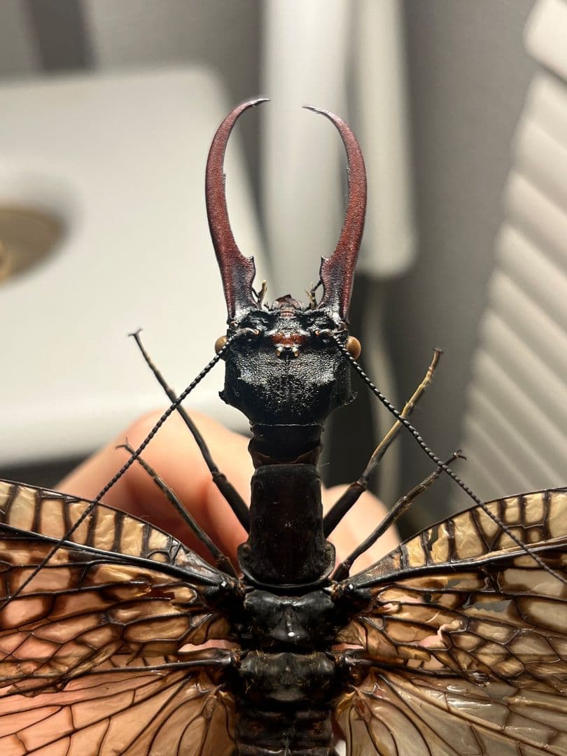 【巨大紅牙】オオキバヘビトンボ オオアゴヘビトンボ 昆虫標本 標本