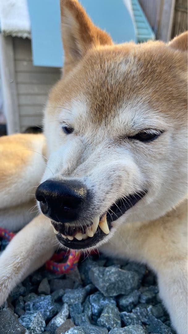 なつのフォトグラム集First