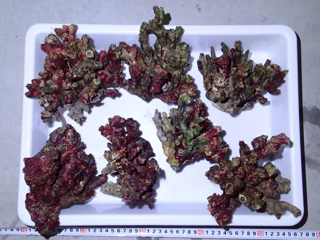 ライブロック　約3.6kg