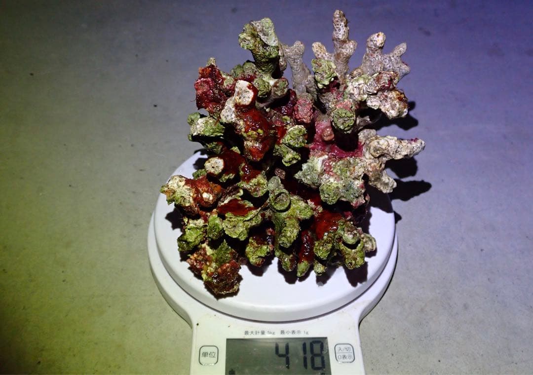 ライブロック　約3.6kg