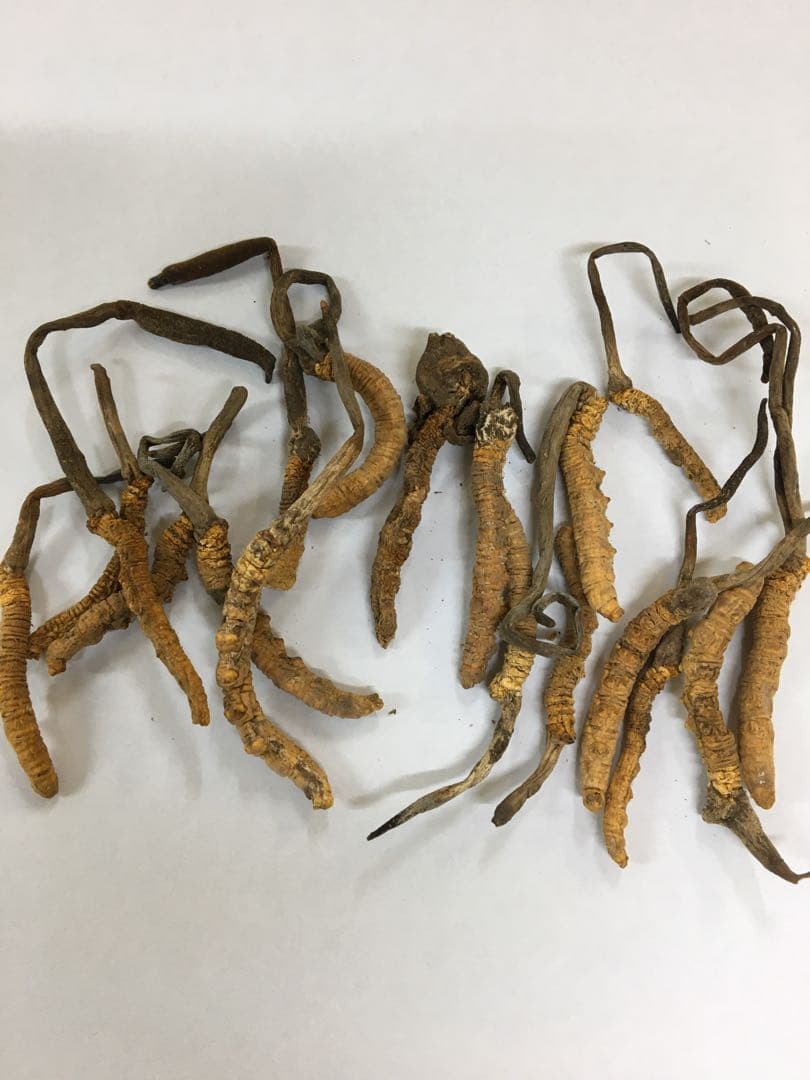 冬虫夏草 標本 アンティークガラス薬瓶入り5.14g