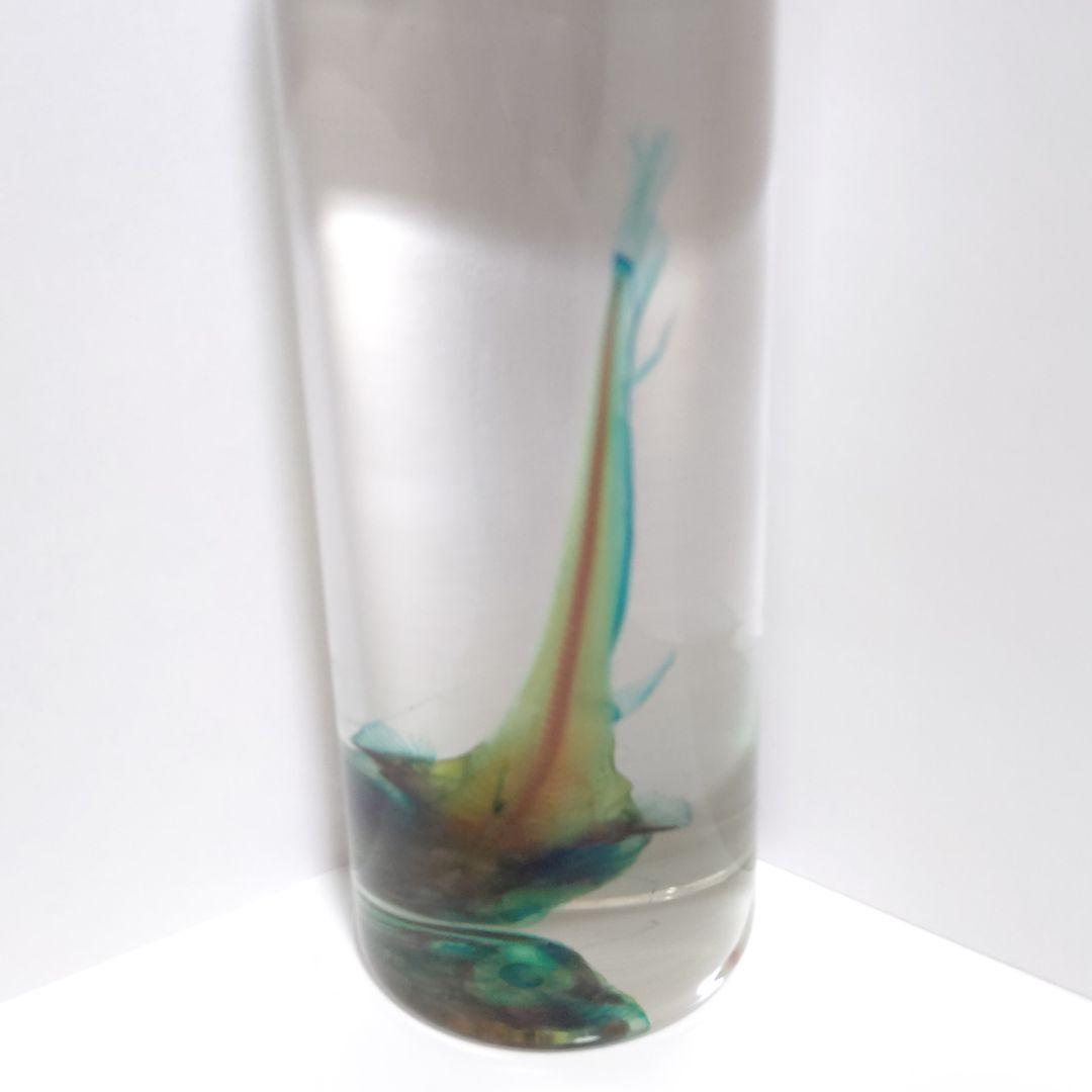 【良品】新世界透明標本 -ナマズ-