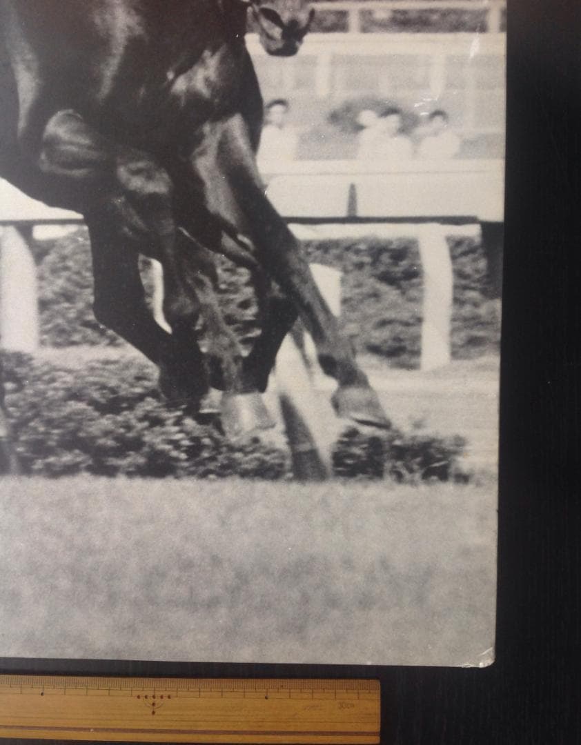 競馬パネル：トウショウボーイ「1977年 第7回高松宮杯」※白黒直線