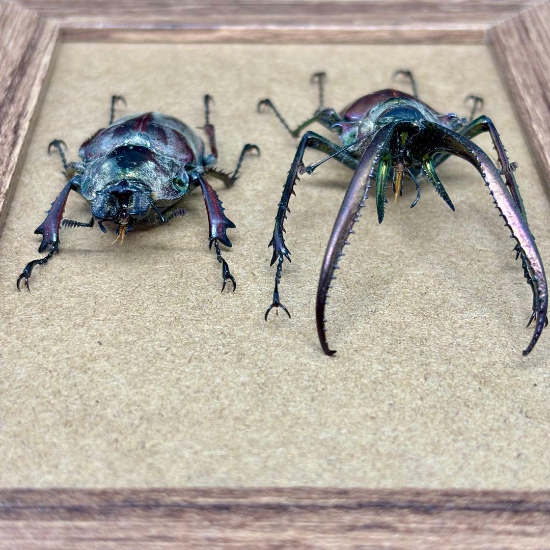 コガシラクワガタのペア【標本】