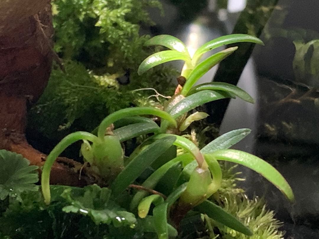 No.90 カエルリウム　イモリウム　テラリウム　苔テラリウム　苔アート