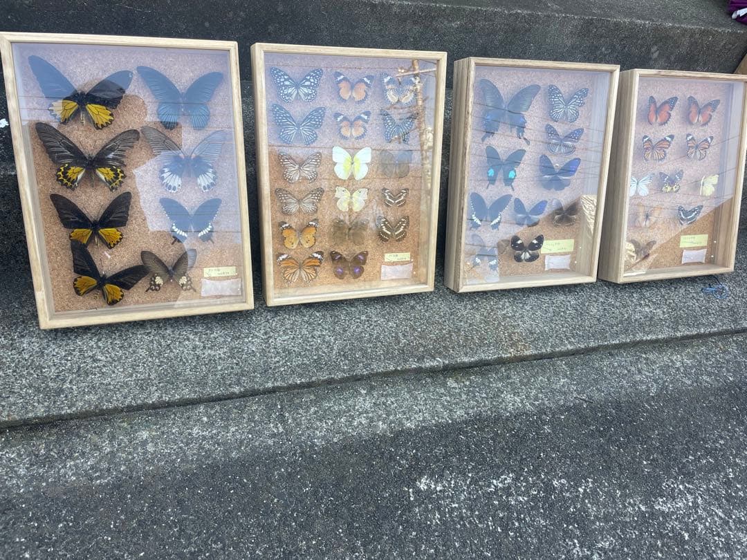 最終値下げ　蝶　標本　003   40×30センチ 厚さ6センチ