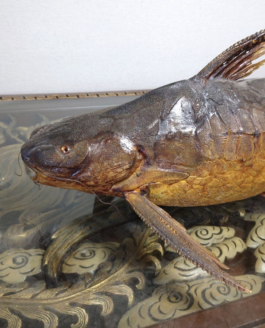 大ナマズ プテロドラス 大型剥製 はく製 レア 貴重 魚 アマゾン メガロドラス