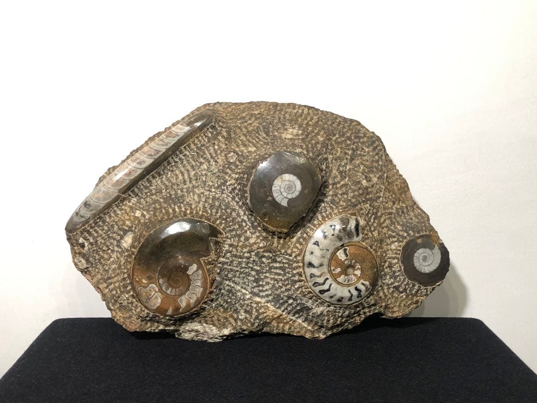 アンモナイト 化石群集 コレクション 原石 自然 置物 歴史資料 古代 標本