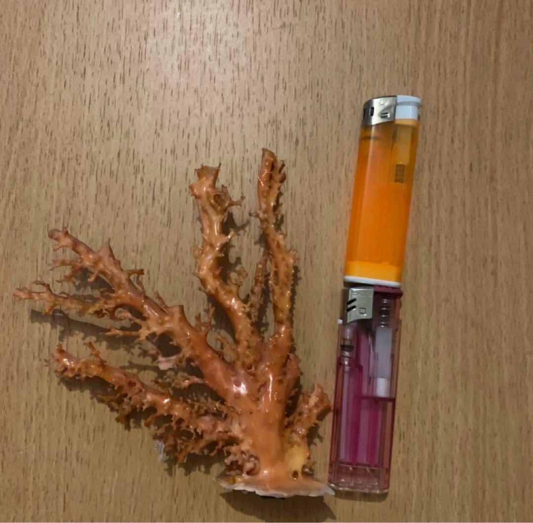 早い者勝ち　完全売り切り　珊瑚　まとめ