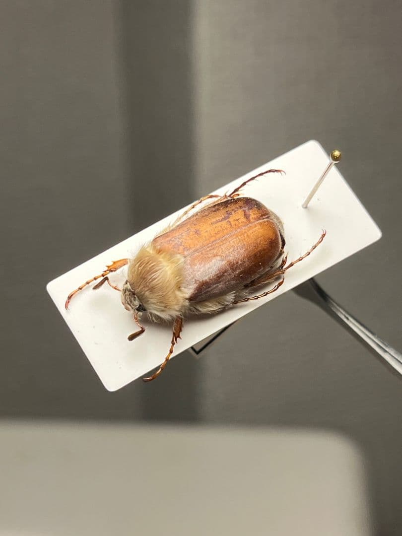 【19mm】ゴリラコガネ ライオンコガネ ウグイスコガネ標本 プラチナコガネ