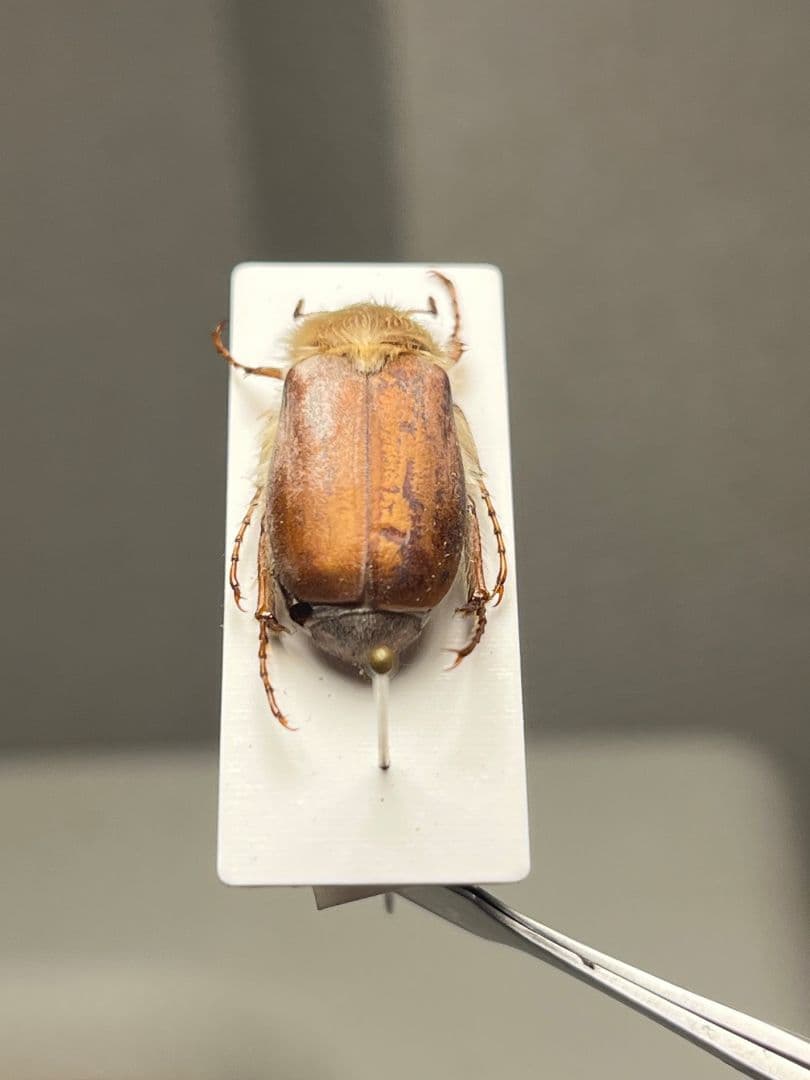 【19mm】ゴリラコガネ ライオンコガネ ウグイスコガネ標本 プラチナコガネ
