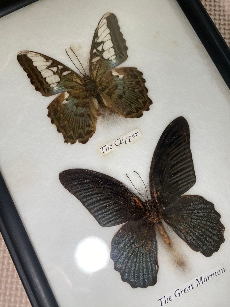 蝶標本 5体セット 壁掛け アンティーク クリニャンクール