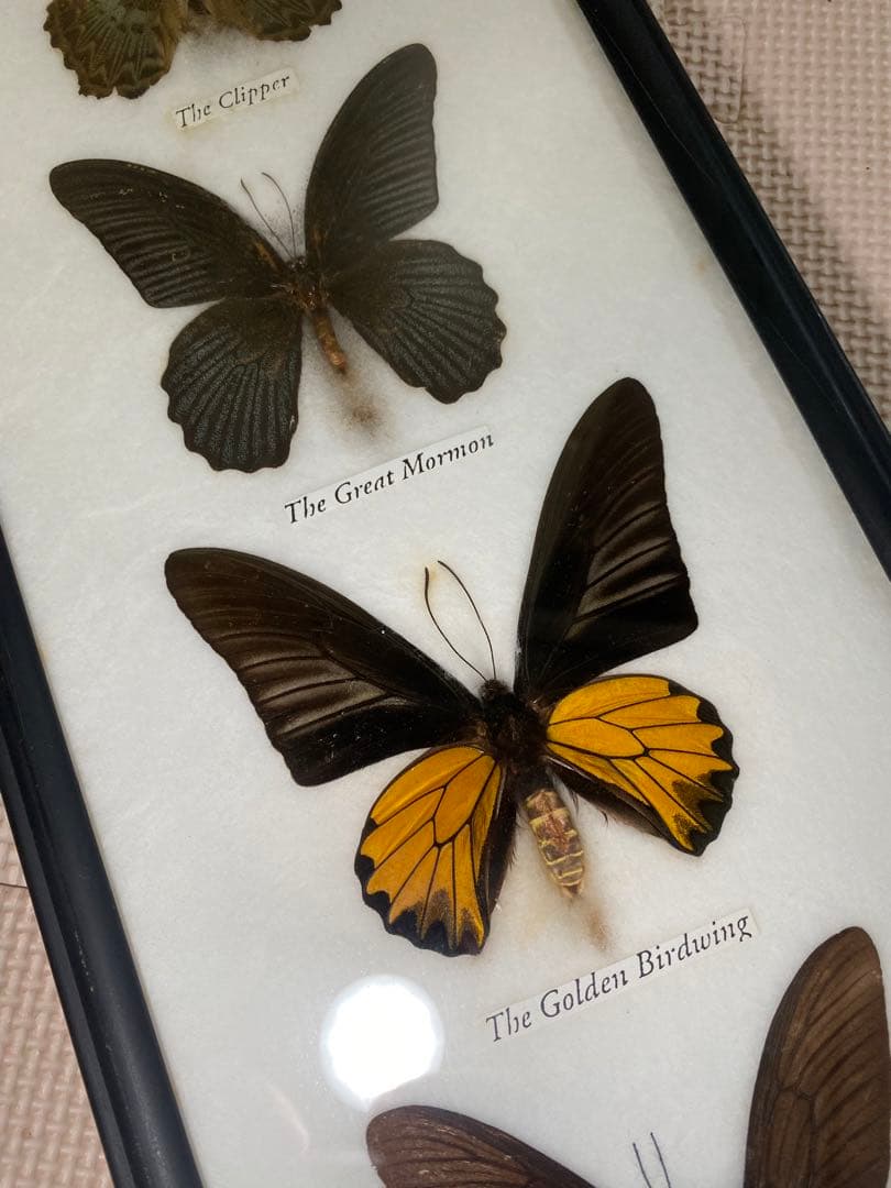 蝶標本 5体セット 壁掛け アンティーク クリニャンクール