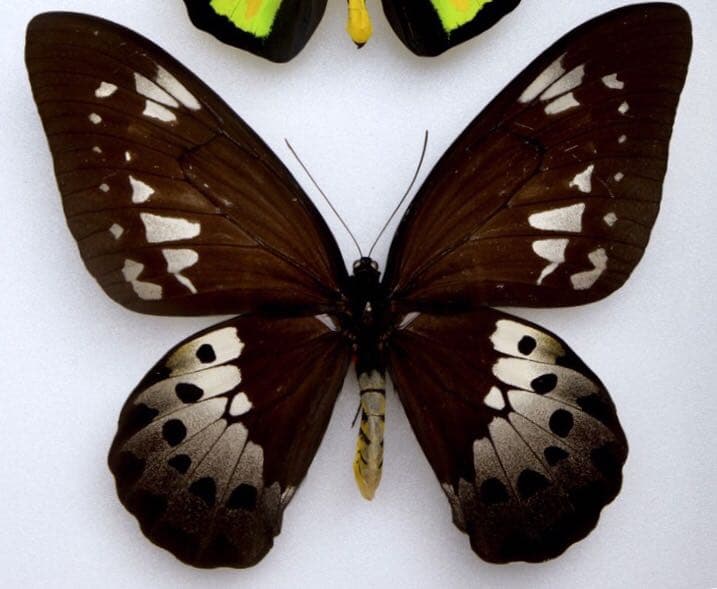 ゴライアストリバネアゲハ ♀