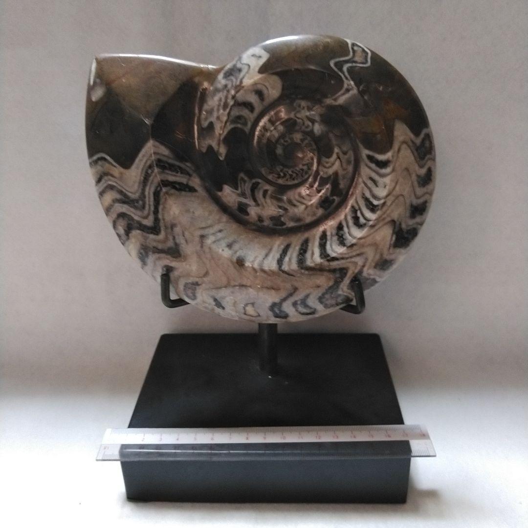 アンモナイト　ゴニアタイト　飾台付き