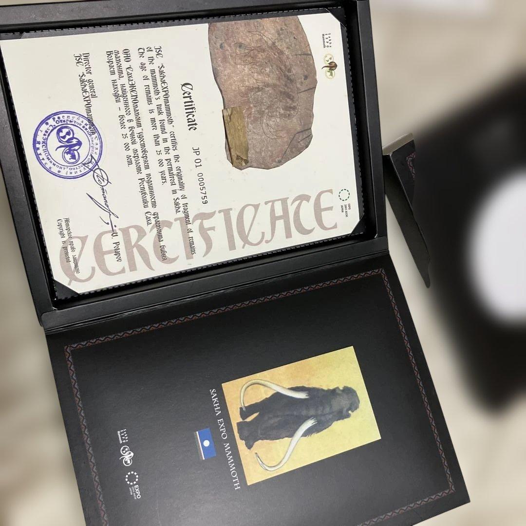 マンモスの骨　愛・地球博　ポストカード