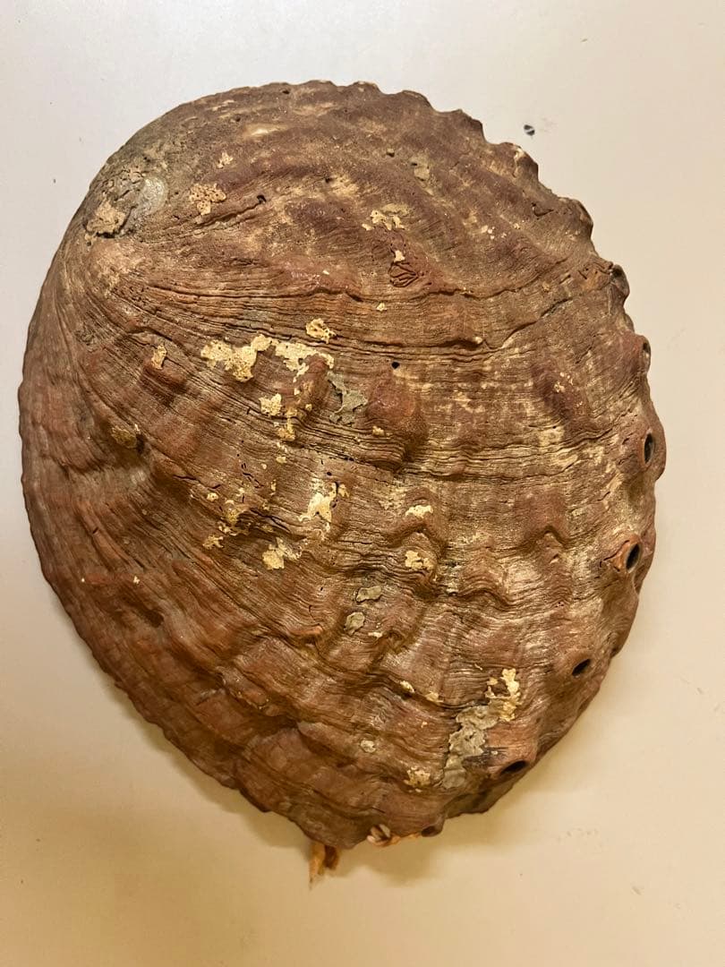 アワビの貝殻 虹色 インテリア 天然装飾品 約22cm×17cm