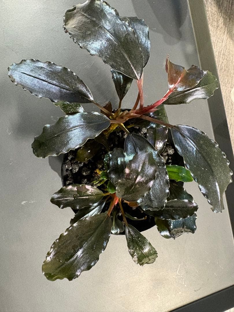 水草 Bucephalandra sp.Galaxy lic Puple