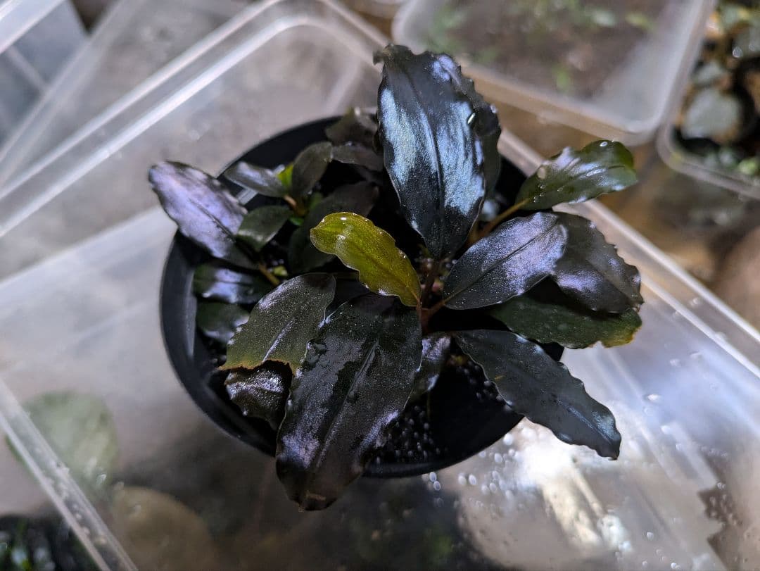 水草 Bucephalandra sp.Galaxy lic Puple