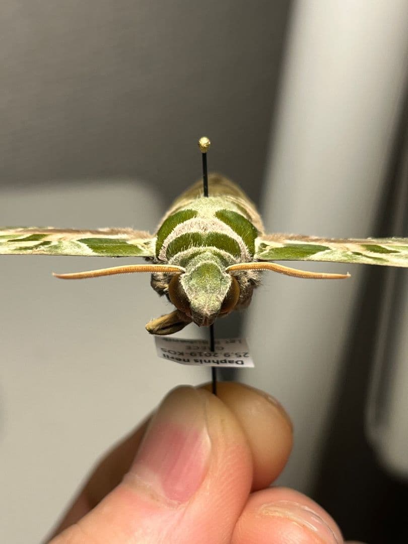 キョウチクトウスズメ 夾竹桃雀蛾 Daphnis nerii 蛾標本 蝶標本