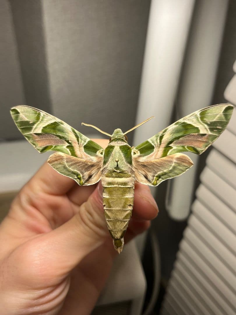 キョウチクトウスズメ 夾竹桃雀蛾 Daphnis nerii 蛾標本 蝶標本