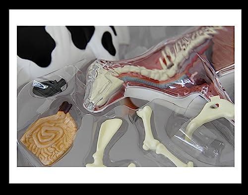 訳あり 4D VISION 乳牛 フィギュア 立体パズル 動物解剖 組立 模型