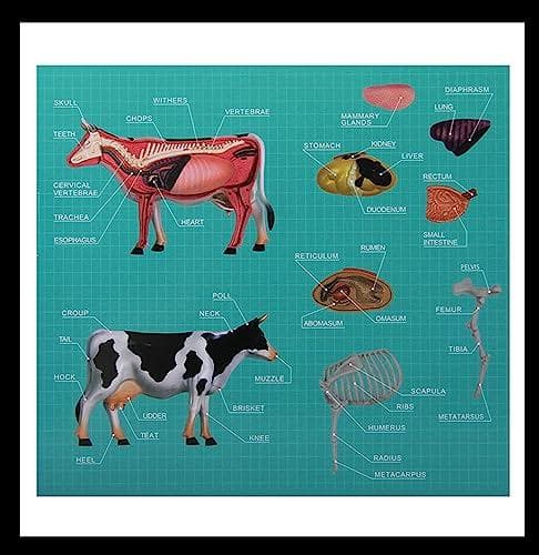 訳あり 4D VISION 乳牛 フィギュア 立体パズル 動物解剖 組立 模型