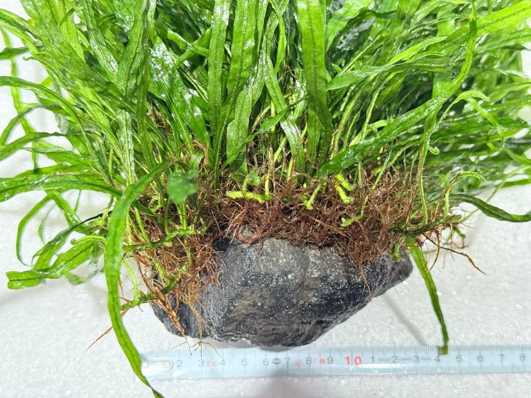 ミクロソリウム　ナローリーフ　超大型株