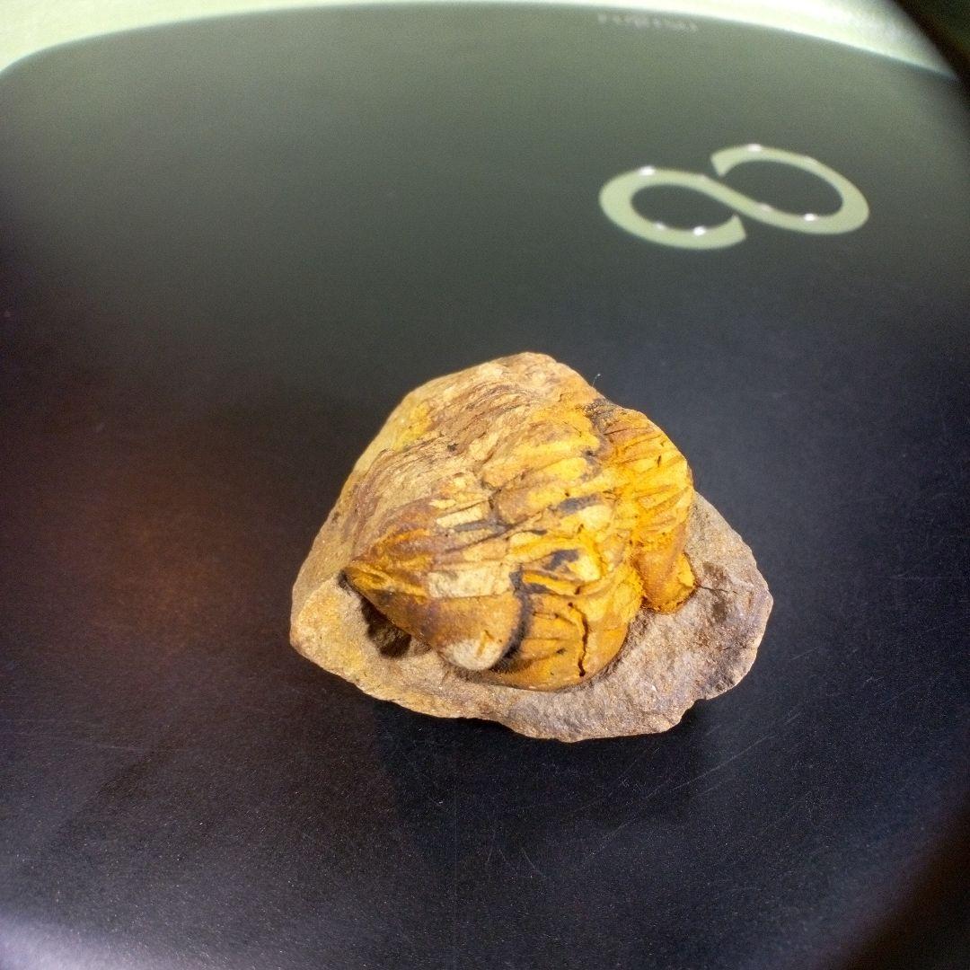 三葉虫　化石　fossil　ボリビア　trilobite　三葉虫綱　三葉虫管理⑩